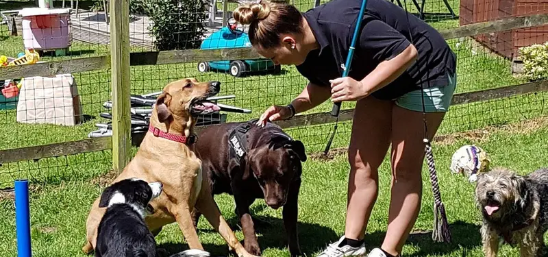 Dog Boarding at Carols Canine Caring Ltd Bursledon