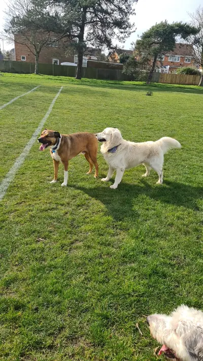 Happy dog at Carols Canine Caring doggy day care and boarding in Bursledon