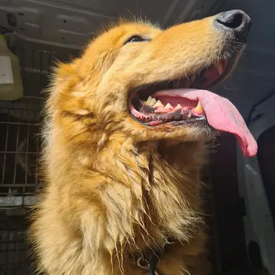 Happy dog at Carols Canine Caring doggy day care and boarding in Bursledon