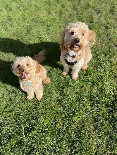 Happy dog at Carols Canine Caring doggy day care and boarding in Bursledon