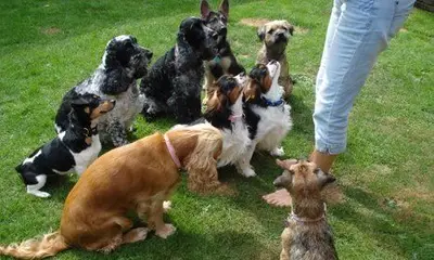 Happy dog at Carols Canine Caring doggy day care and boarding in Bursledon