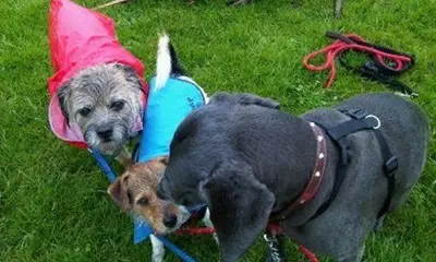 Happy dog at Carols Canine Caring doggy day care and boarding in Bursledon