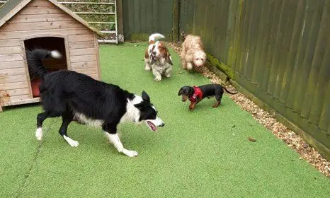 Dogs playing on the astroturf play area at Carols Canine Caring Bursledon