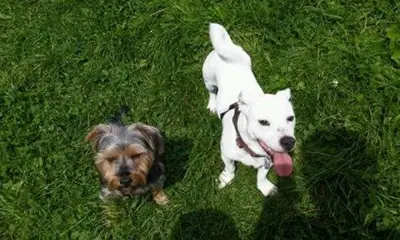 Happy dog at Carols Canine Caring doggy day care and boarding in Bursledon
