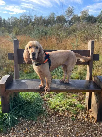 Happy dog at Carols Canine Caring doggy day care and boarding in Bursledon