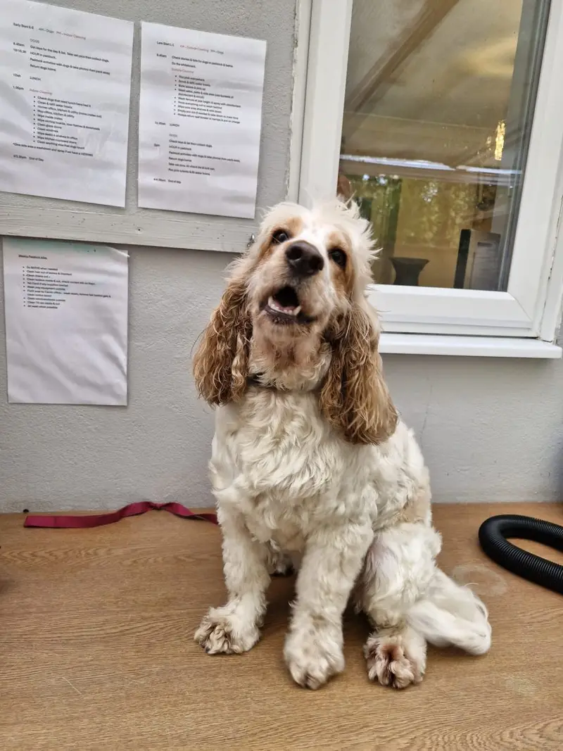Cocker spaniel relaxing at the doggy holiday home Bursledon