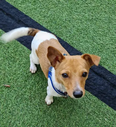 Happy dog at Carols Canine Caring doggy day care and boarding in Bursledon