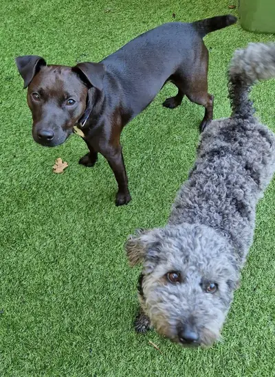Happy dog at Carols Canine Caring doggy day care and boarding in Bursledon