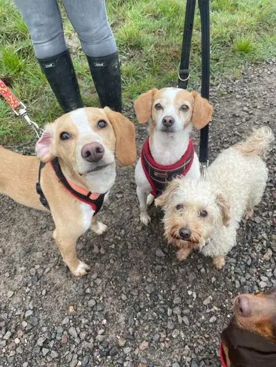 Happy dog at Carols Canine Caring doggy day care and boarding in Bursledon