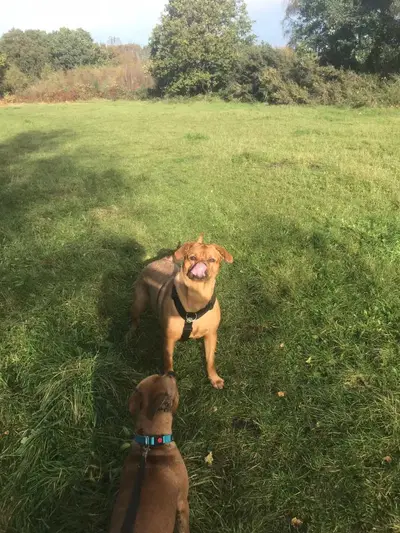 Happy dog at Carols Canine Caring doggy day care and boarding in Bursledon