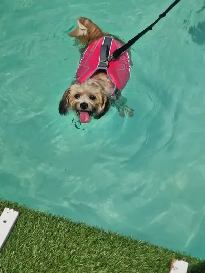 Dog enjoying a Seasonal Splash swim session at Carols Canine Caring Bursledon