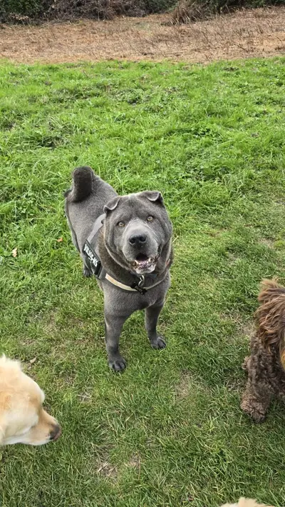 Happy dog at Carols Canine Caring doggy day care and boarding in Bursledon