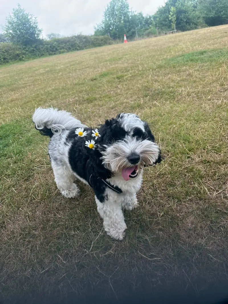 Happy dog playing in the paddock at Carols Canine Caring Bursledon
