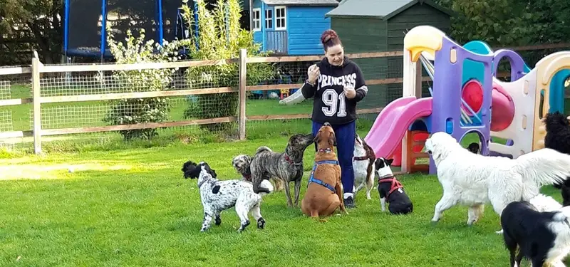 Carols Canine Caring team member with dogs in the paddock in Bursledon