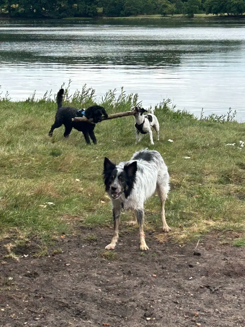 Dogs playing by the water on a walk with Carols Canine Caring Bursledon