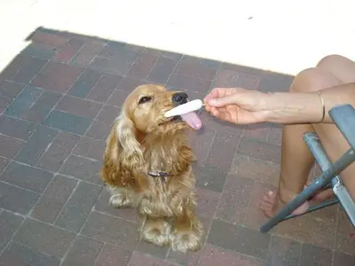 Happy dog at Carols Canine Caring doggy day care and boarding in Bursledon