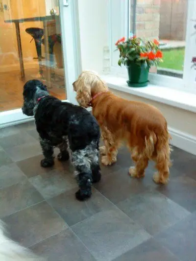Happy dog at Carols Canine Caring doggy day care and boarding in Bursledon
