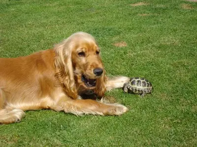Happy dog at Carols Canine Caring doggy day care and boarding in Bursledon