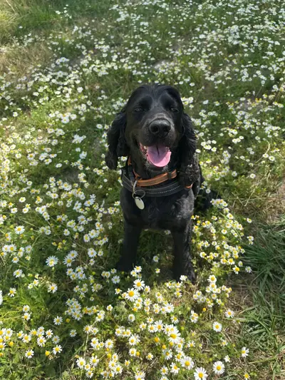 Happy dog at Carols Canine Caring doggy day care and boarding in Bursledon