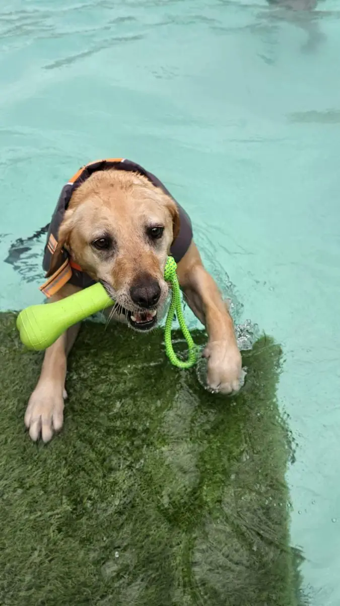 Dog enjoying a Seasonal Splash swim at Carols Canine Caring Bursledon