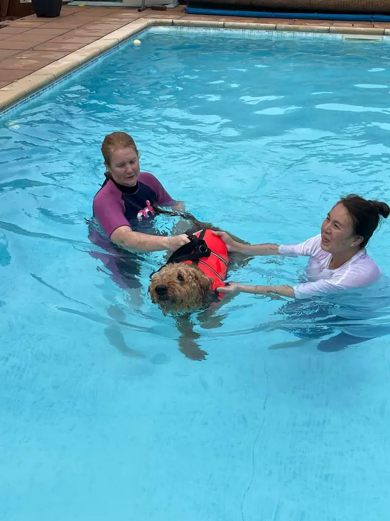 Dog enjoying a hydro-pool fun session with Carols Canine Caring Bursledon
