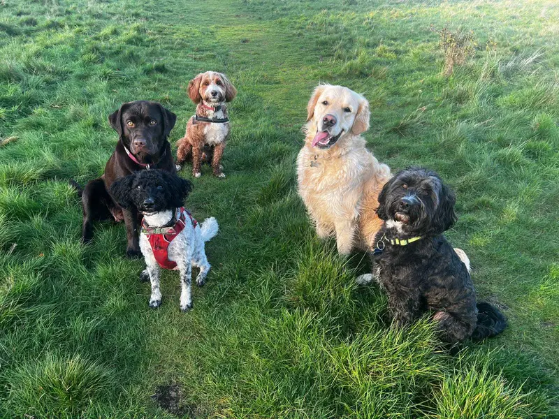 Group of happy dogs in the field at Carols Canine Caring Bursledon