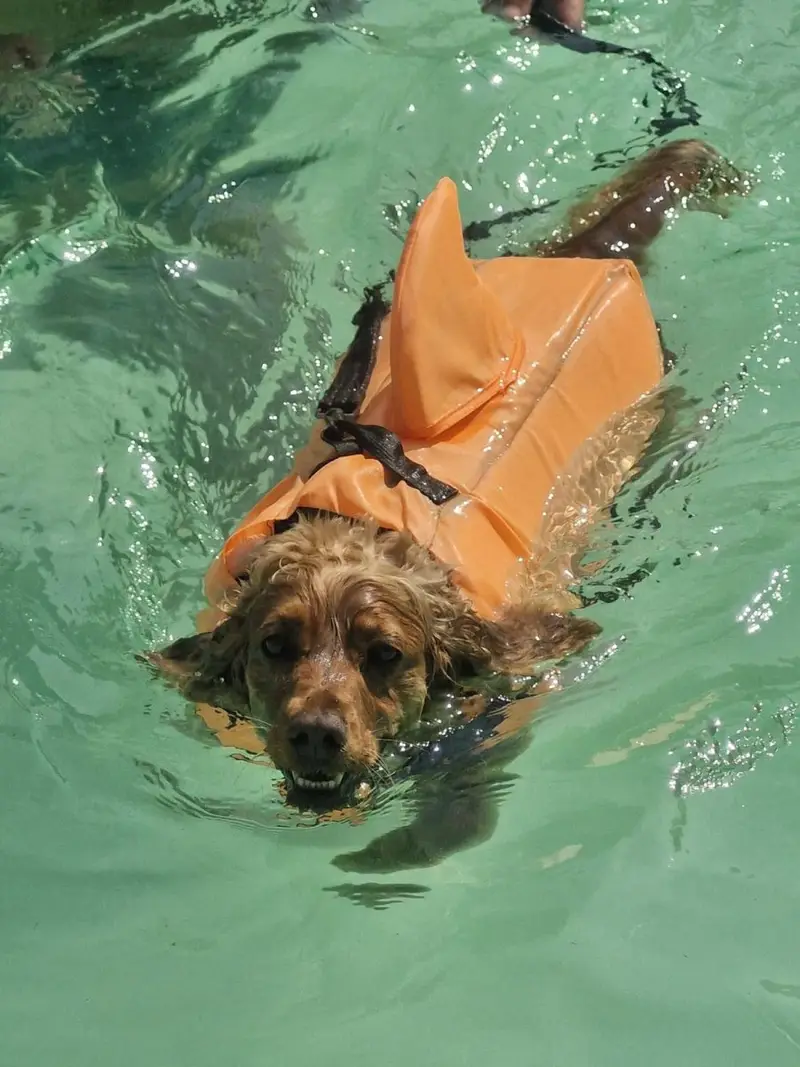 Dog swimming at a Seasonal Splash session in Bursledon