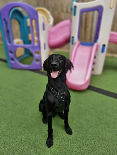 Happy dog at Carols Canine Caring doggy day care and boarding in Bursledon