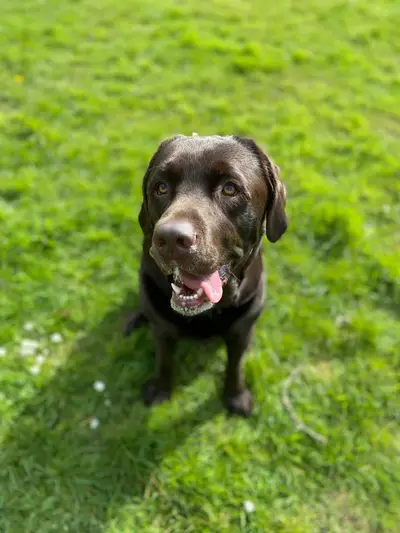 Happy dog at Carols Canine Caring doggy day care and boarding in Bursledon