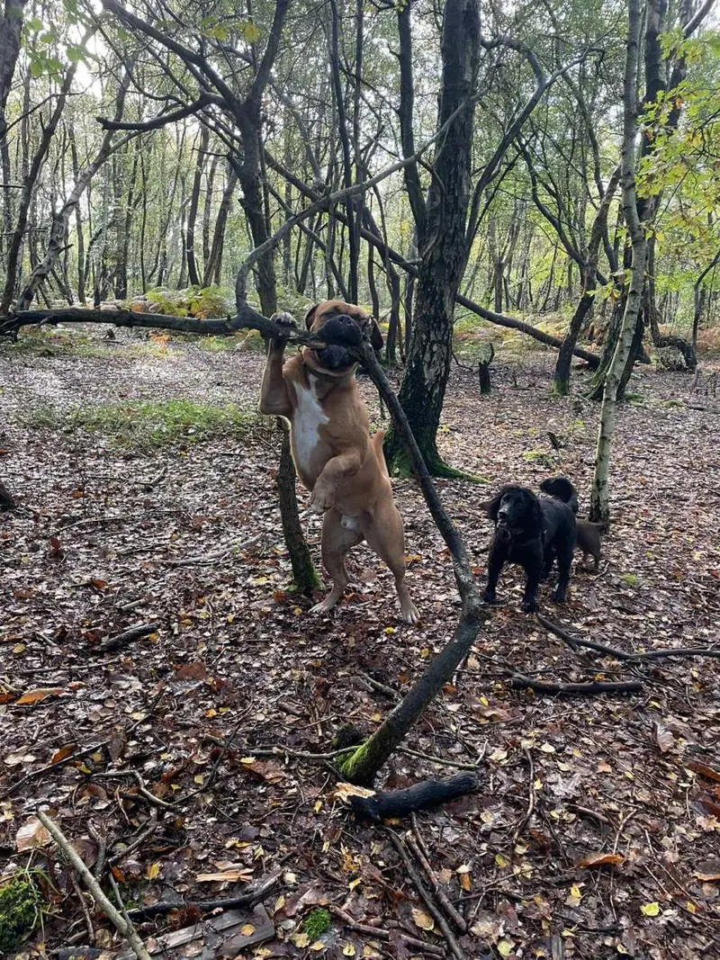 Dogs exploring the woodland on a walk with Carols Canine Caring Bursledon