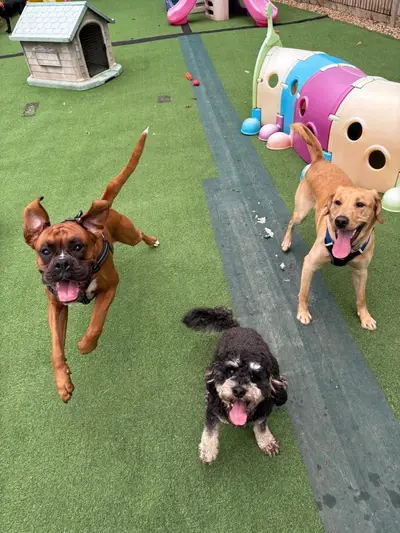 Happy dog at Carols Canine Caring doggy day care and boarding in Bursledon