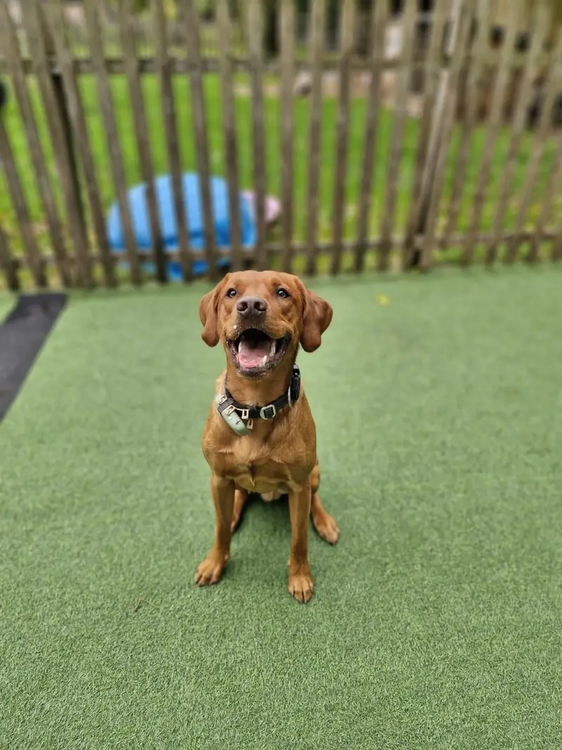 Dog smiling on the astroturf at Carols Canine Caring Bursledon