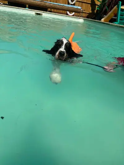 Dog enjoying a Seasonal Splash swim session at Carols Canine Caring Bursledon