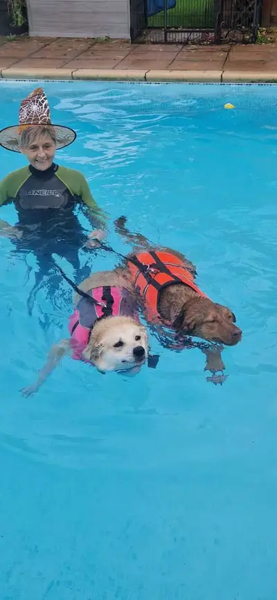 Happy dog at Carols Canine Caring doggy day care and boarding in Bursledon
