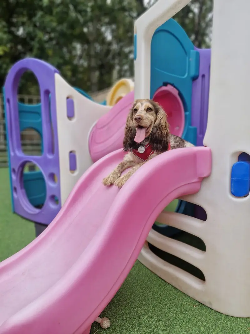 Puppy on the paddock play slide at Carols Canine Caring Bursledon