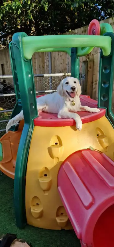Happy dog at Carols Canine Caring doggy day care and boarding in Bursledon