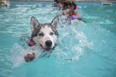 Dog enjoying a Seasonal Splash swim session at Carols Canine Caring Bursledon