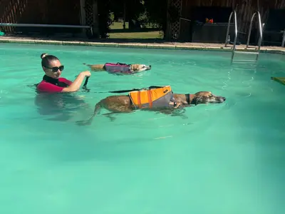 Dog enjoying a Seasonal Splash swim session at Carols Canine Caring Bursledon
