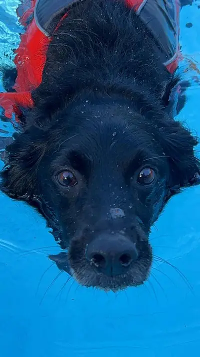 Dog enjoying a Seasonal Splash swim session at Carols Canine Caring Bursledon