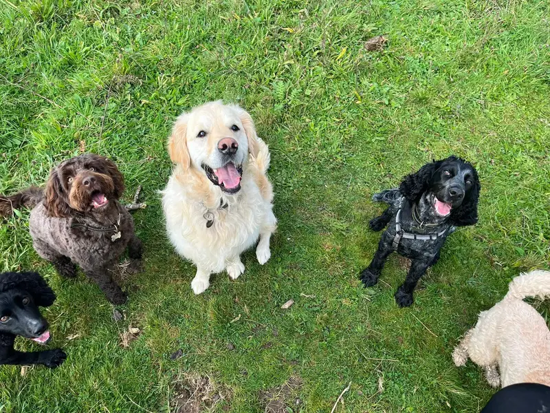 Happy dogs cared for by the Carols Canine Caring team in Bursledon