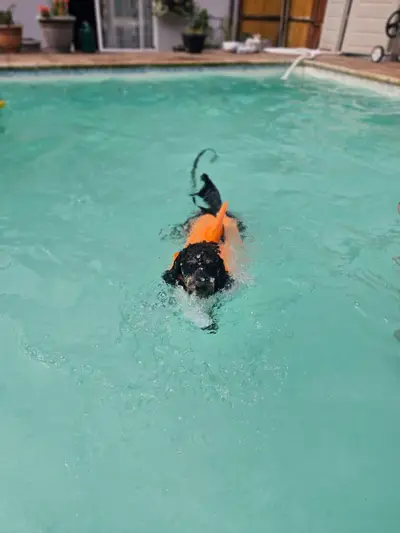 Dog enjoying a Seasonal Splash swim session at Carols Canine Caring Bursledon