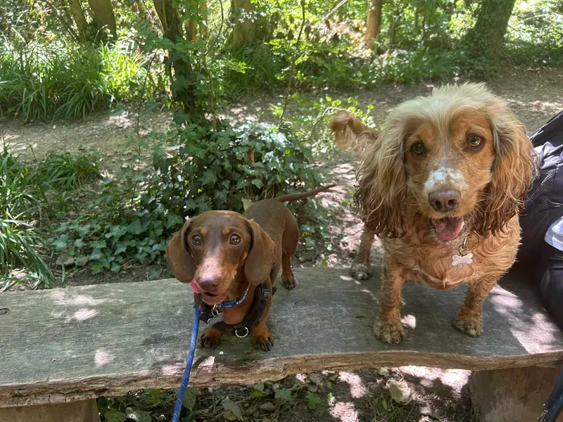 Dogs enjoying a woodland walk with Carols Canine Caring Bursledon