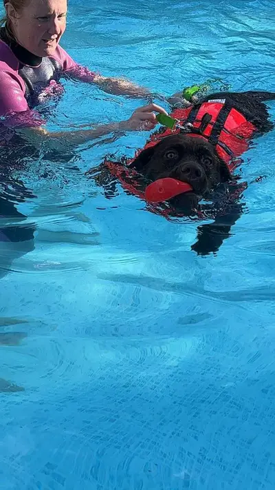 Dog enjoying a Seasonal Splash swim session at Carols Canine Caring Bursledon