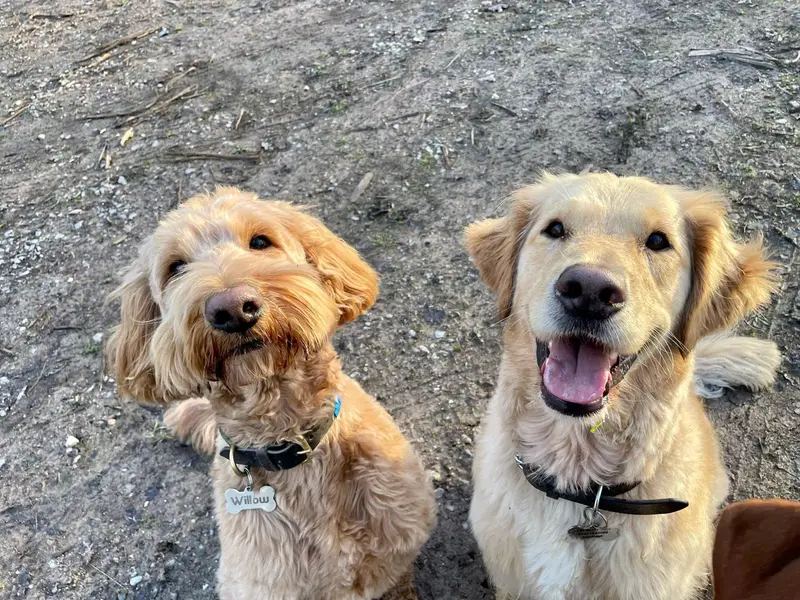 Two happy doodle dogs at Carols Canine Caring Ltd Bursledon