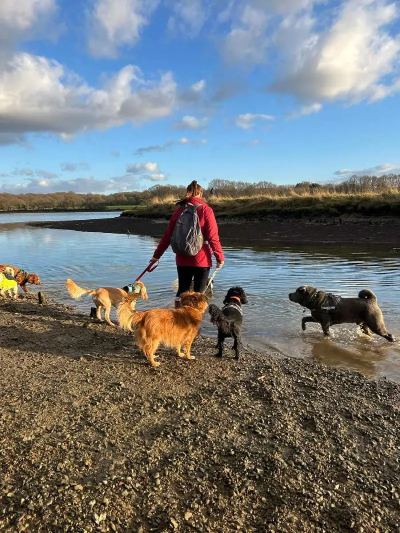 Dog Walking at Carols Canine Caring Ltd Bursledon
