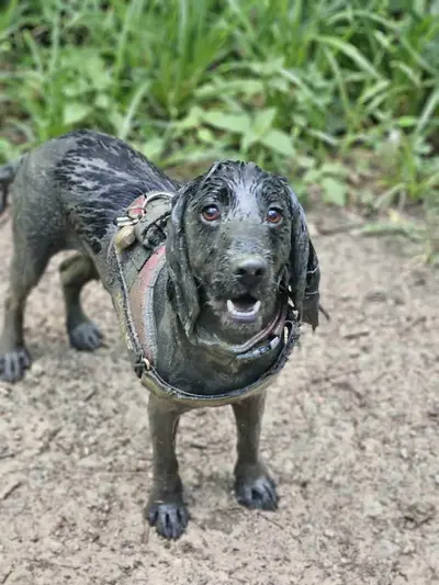 Happy dog at Carols Canine Caring doggy day care and boarding in Bursledon