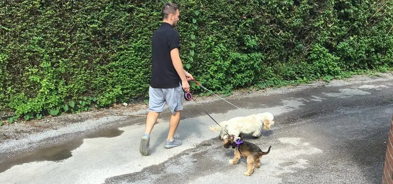 Carols Canine Caring dog walker out on a walk with dogs in Bursledon