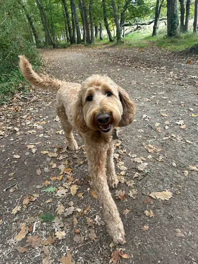 Happy dog at Carols Canine Caring doggy day care and boarding in Bursledon