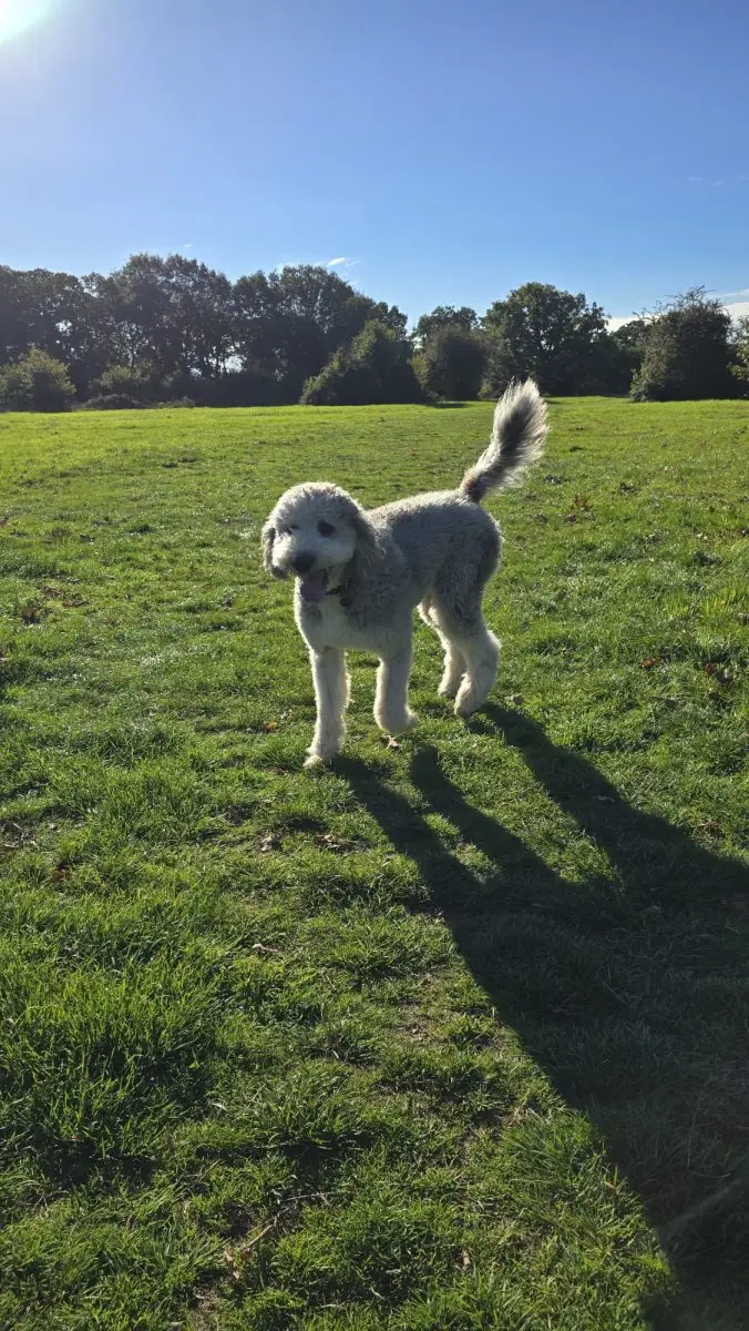 Dog running in the field at Carols Canine Caring Bursledon